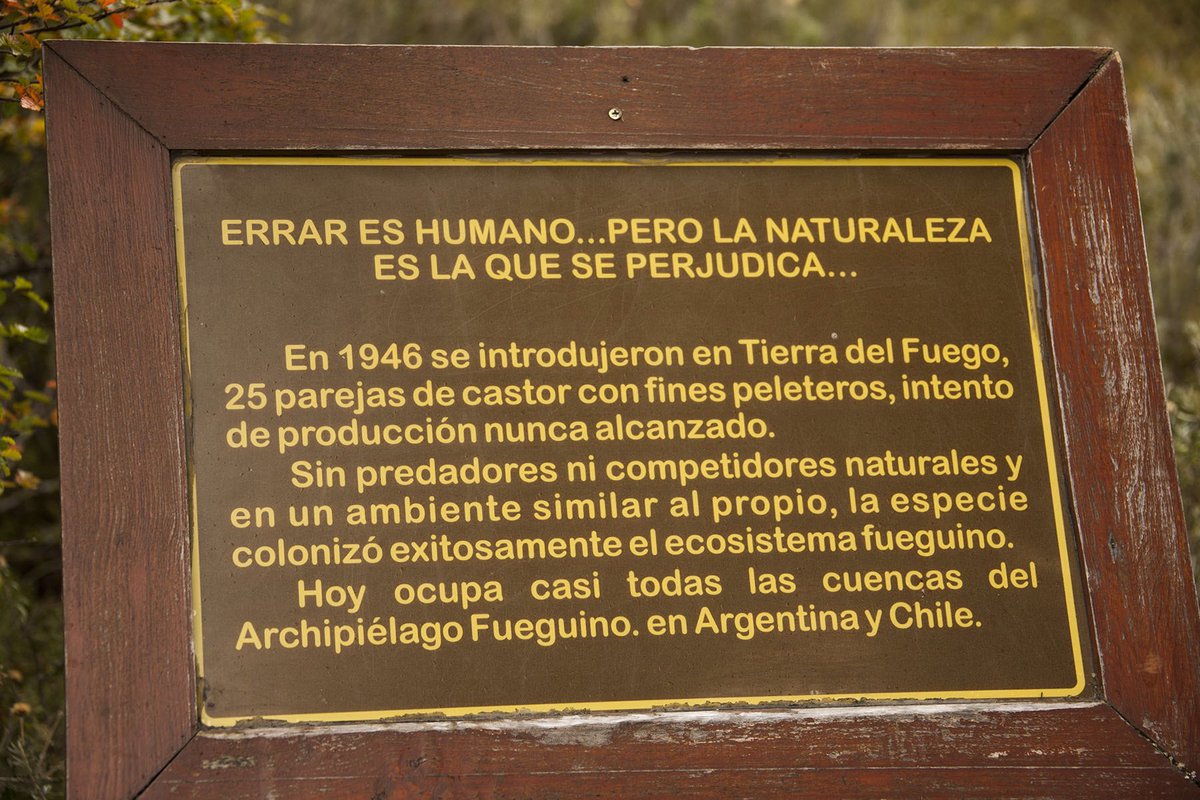 eduardopocai's tweet photo. En este cartel está muy bien explicado el motivo por el cual hay que desterrar a los castores de nuestra Tierra del Fuego. La segunda foto muestra una castorera destruida por los guardaparques, es una lucha sin cuartel contra estos tiernos animalitos. Es lamentable, pero es así. https://t.co/9rGKPqnbqQ