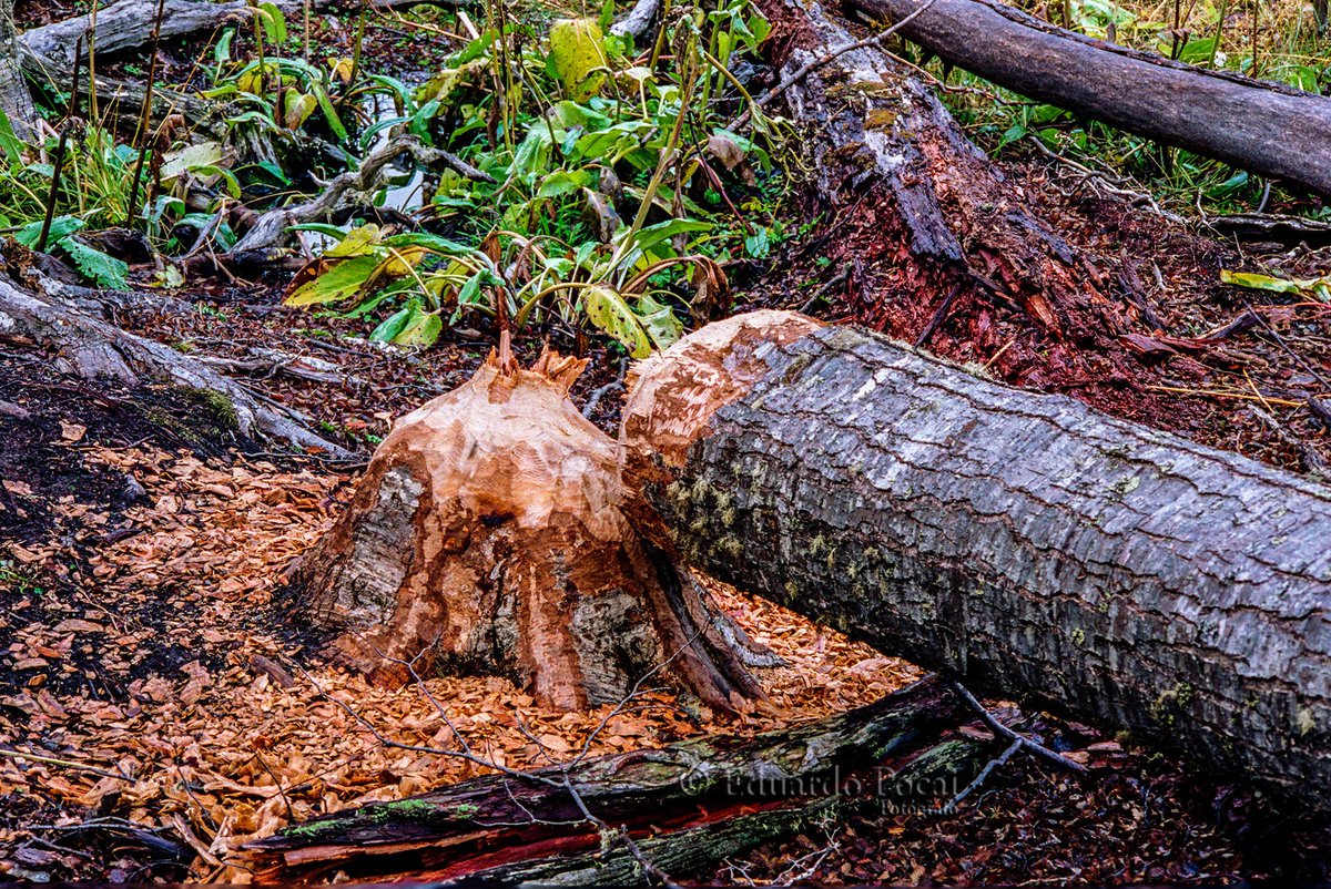 eduardopocai's tweet photo. En este cartel está muy bien explicado el motivo por el cual hay que desterrar a los castores de nuestra Tierra del Fuego. La segunda foto muestra una castorera destruida por los guardaparques, es una lucha sin cuartel contra estos tiernos animalitos. Es lamentable, pero es así. https://t.co/9rGKPqnbqQ