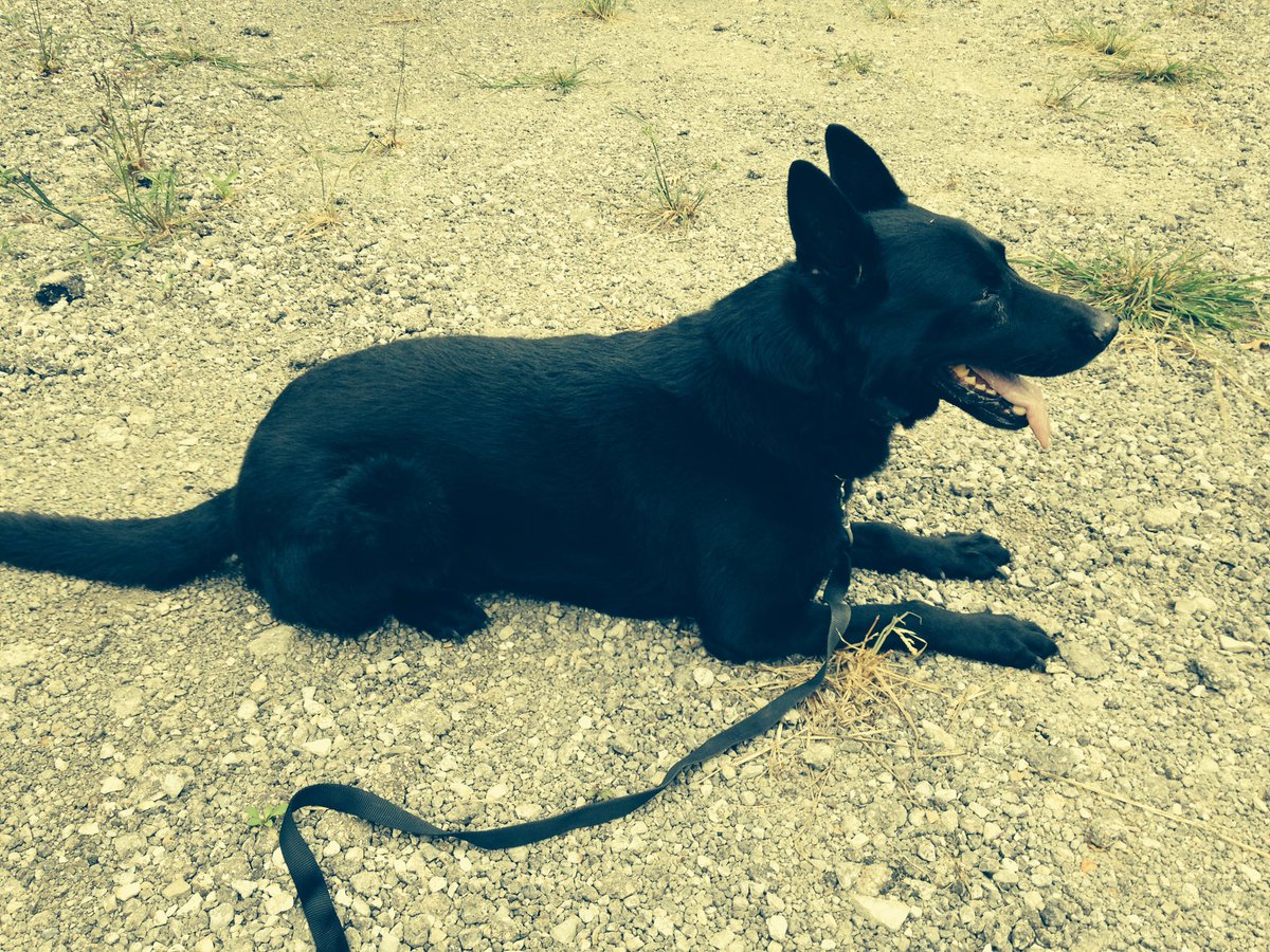 loraincoblue's tweet photo. It is with a heavy heart that we announce the passing of retired police K9 Lennox. Lennox served 9 of his 13 years with Officer Barton with the city of Avon. Thank you for your service Lennox. Rest In Peace. 🖤💙🖤🐾 https://t.co/VGZ7d03ZjV