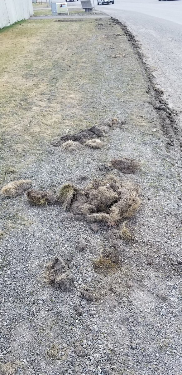 SteveE_250's tweet photo. Hey @CityofPG ...do you repair lawns damaged from snow removal crews? This is a little excessive IMO....plus all the gravel that I have to deal with or pay to get removed. https://t.co/EuMQ1IAQ9q