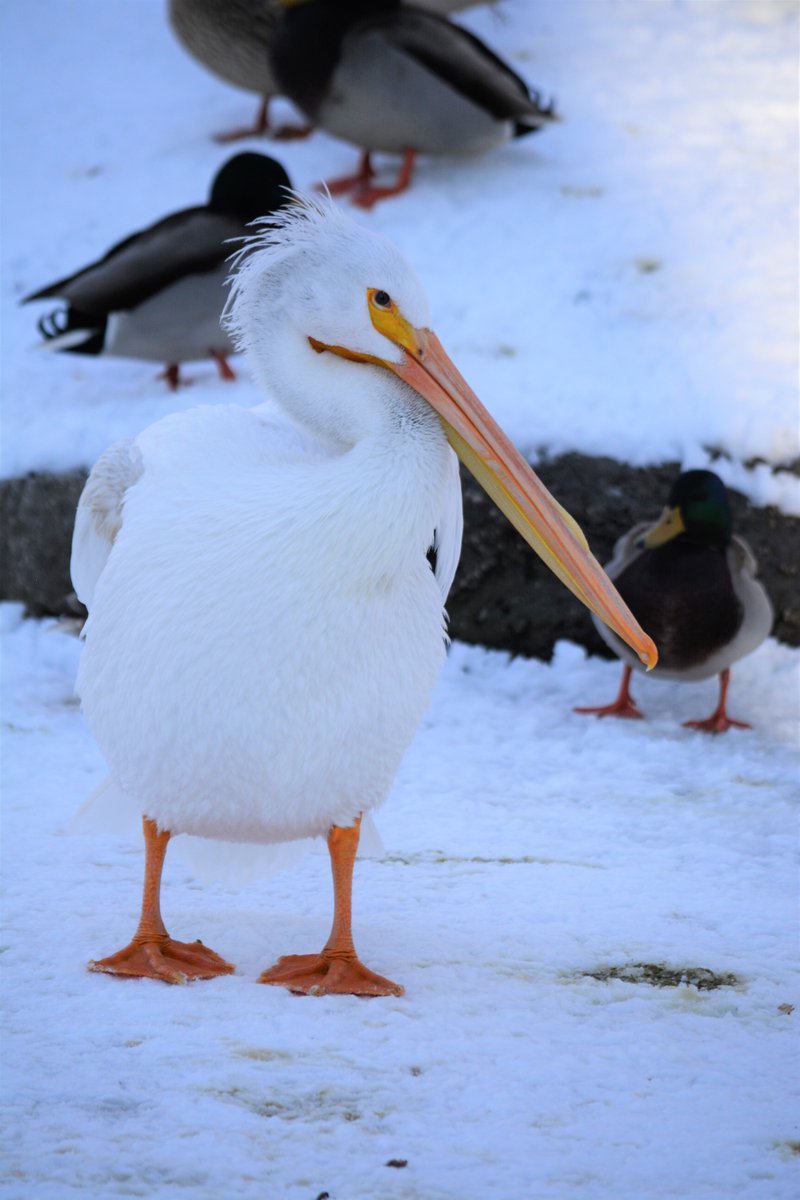 Wednesday is for White Pelicans! Say hello to our Zoota's White Pelican, Nigel. #zootahzoo #loganzootah #whitepelican