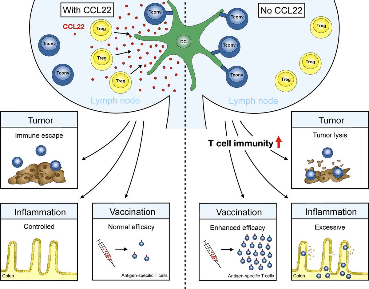 CCL22 controls immunity by promoting regulatory T cell communication with dendritic cells in lymph nodes bit.ly/2WzPIZb @LMU_Uniklinikum