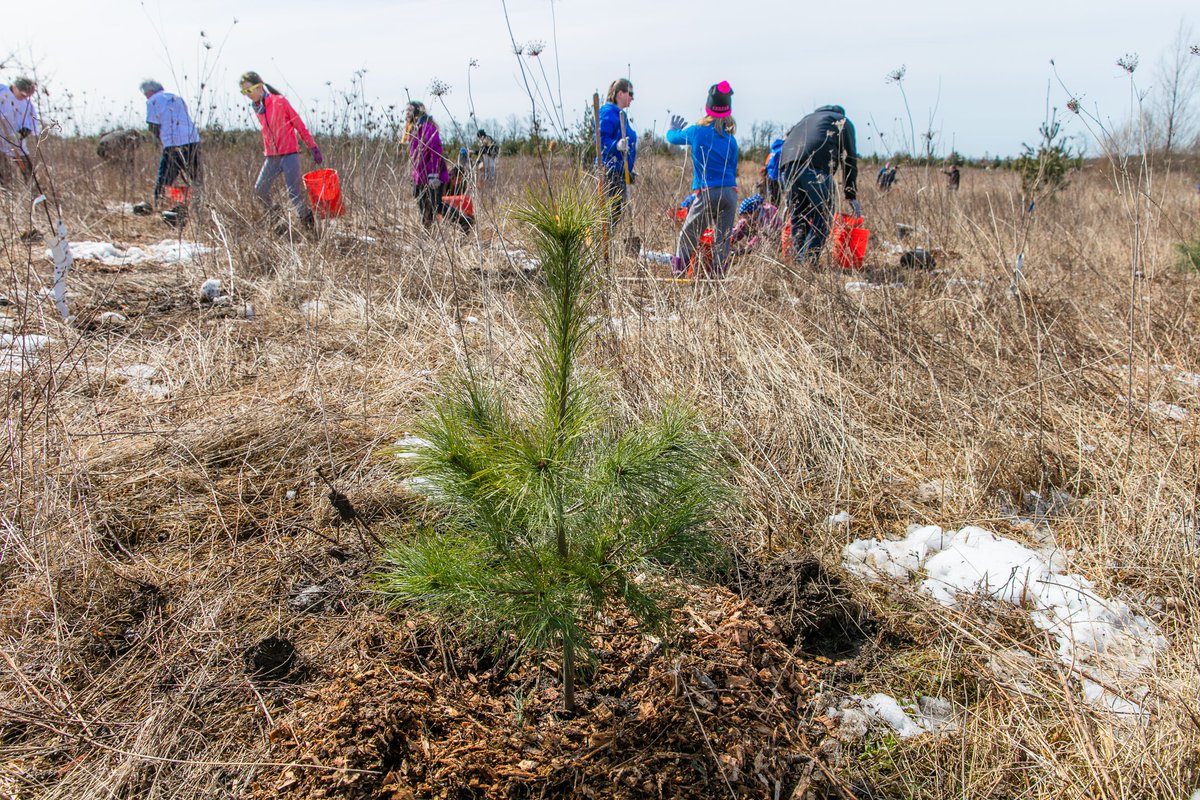 RotaryGuelph's tweet photo. Rotary Forest annual tree planting at Guelph Lake on April 27, from 9am to 2pm. Join us giving thousands of tiny trees a new home. #RotaryForest https://t.co/3LbjmOCfuK