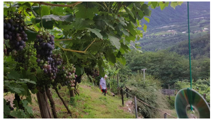 Vineyard Views searcherpost.wordpress.com/2019/04/12/vin…