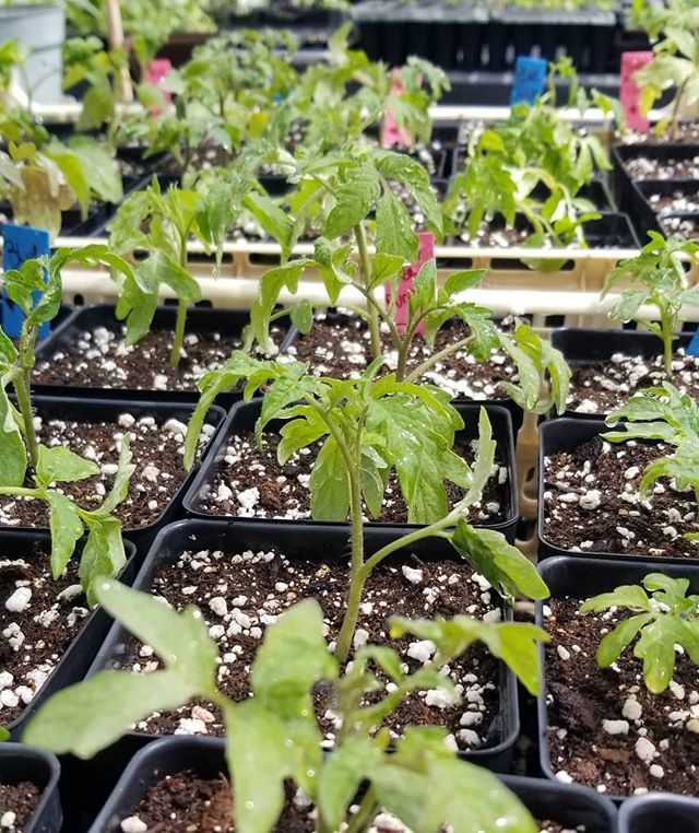 Hello babies! #tomatoes bit.ly/2G8LYat