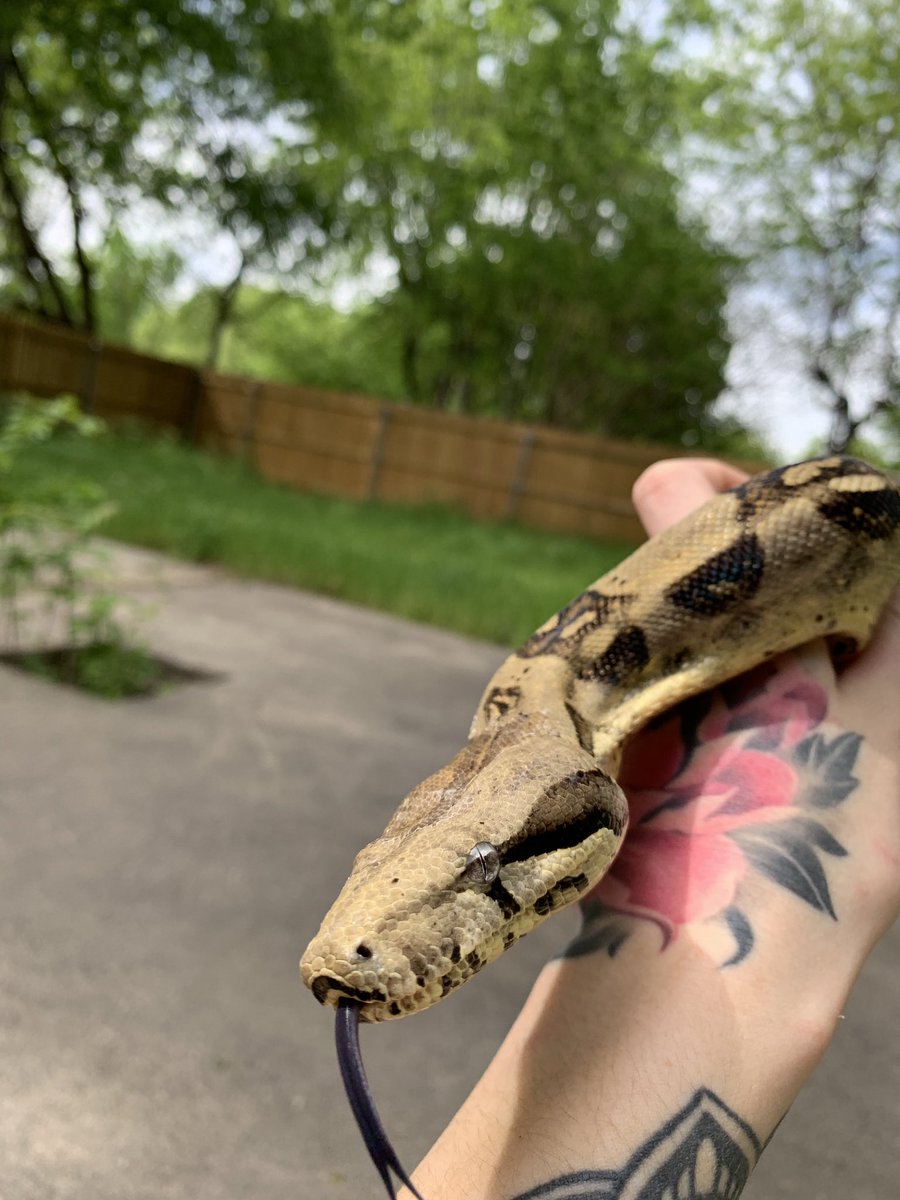 Pterodactylsftw's tweet image. She had a pretty bad shed so she’s a lot browner than normal but Beebo is still doing well too. 🙏🏻