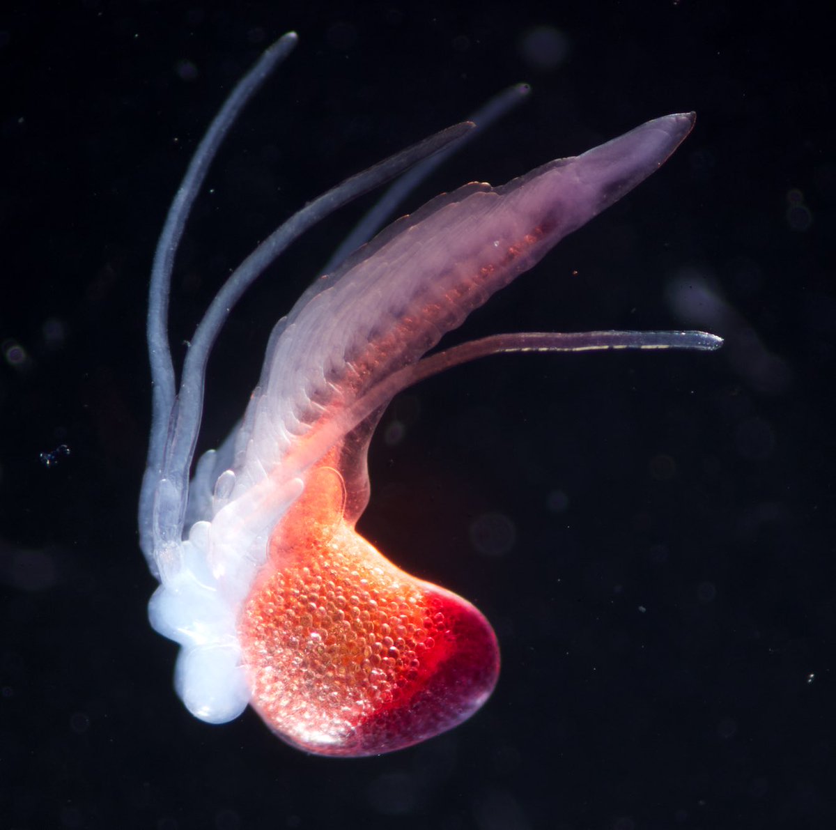 planktomancer's tweet image. My photo won the first place at the @yale_eeb Symposium Photography Competition! 😁 Boreomysis californica embryo, taken on the last #DEEPC #SiphWeb @MBARI_News cruise!