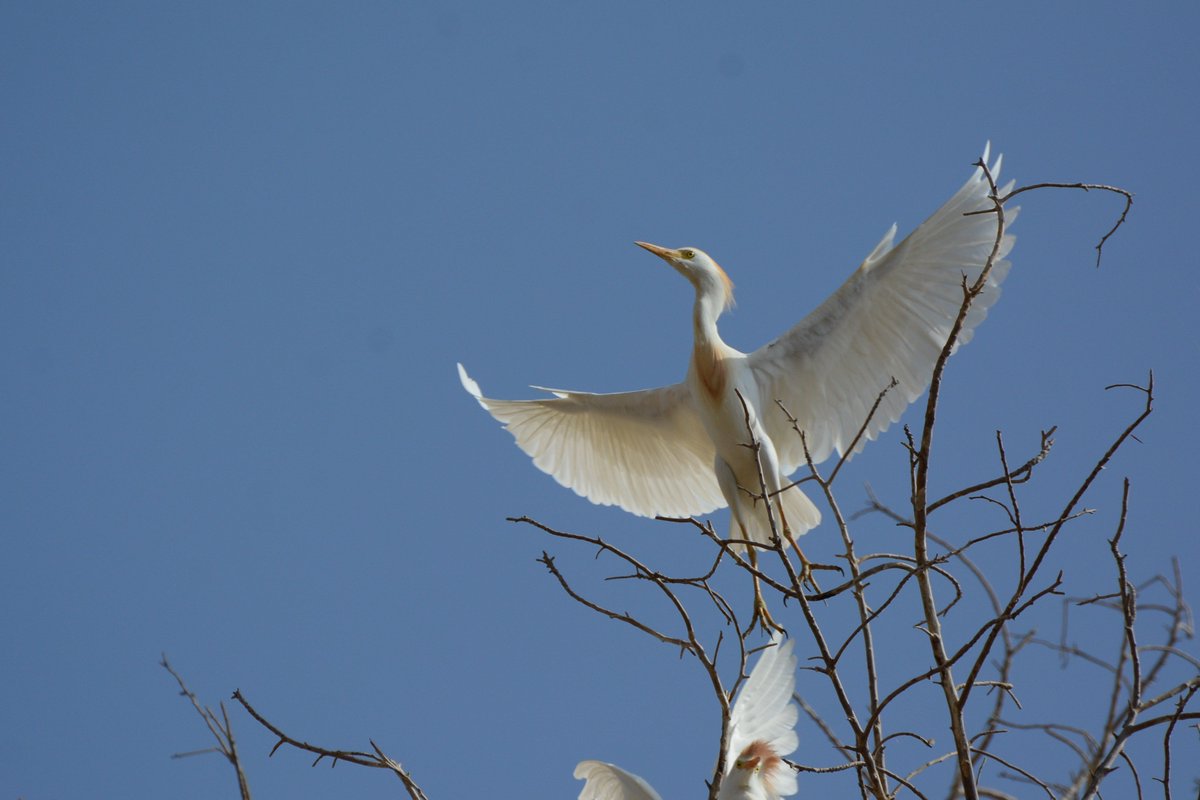 mshobrak's tweet image. سجل الفريق العلمي #الهيئة_السعودية_للحياة_الفطرية خلال مسوحات #الزواحف بالجنوب الغربي بالمملكة مستعمرة لطيور بلشون البقر يوجد بها أكثر من 200 عش بها فراخ بأعمار مختلفة