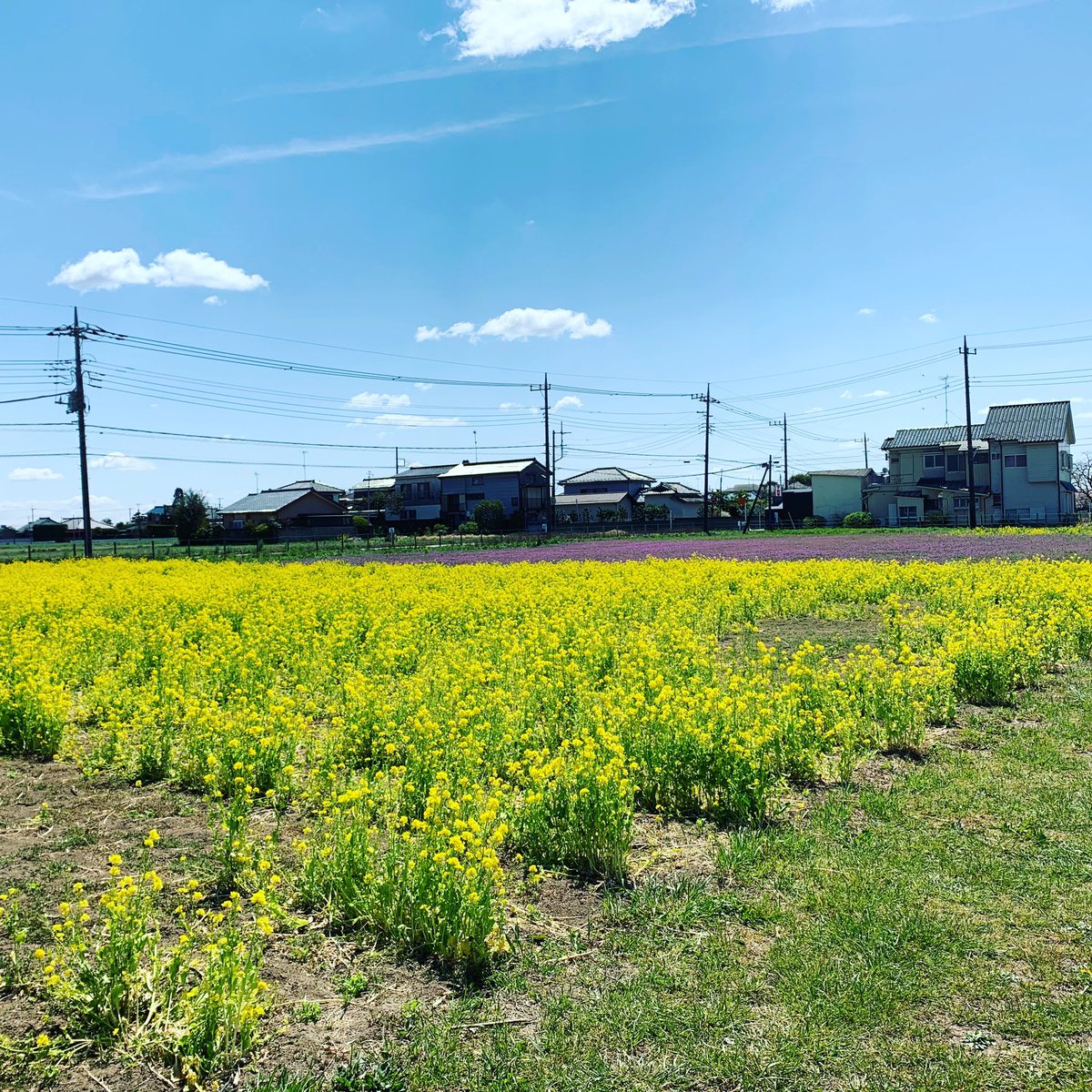 伊佐沼東岸花畑