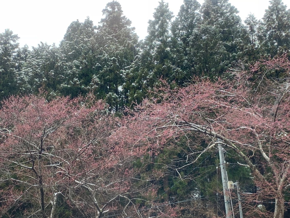 1kesennuma's tweet photo. 【今朝の気仙沼】2019年4月11日 今朝の気仙沼は雪模様となっています。ようやく桜のつぼみが膨らみピンク色になって来たところでしたが、雪とあいまってなかなか見られない風景です。これもなかなか良いですね。通勤、通学、観光の方々、足元には気をつけて下さいね。 https://t.co/WQ1x8Jc6F6