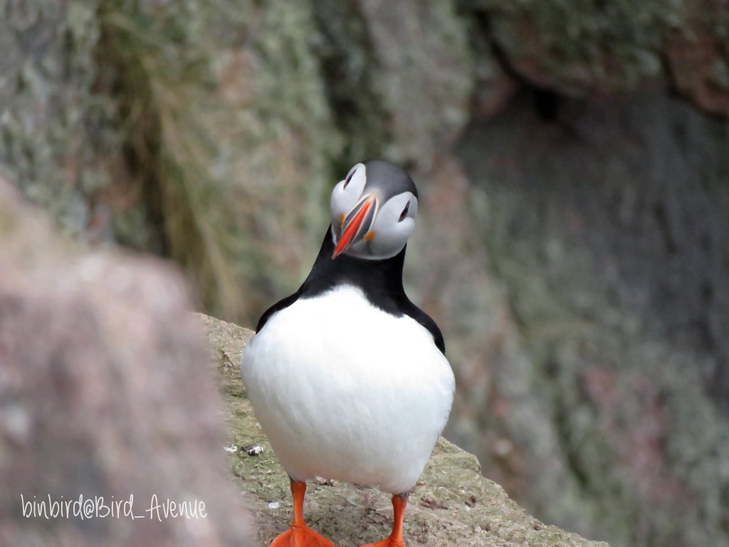 那須どうぶつ王国にいる #パフィン が、ちょっと困った顔してるけど