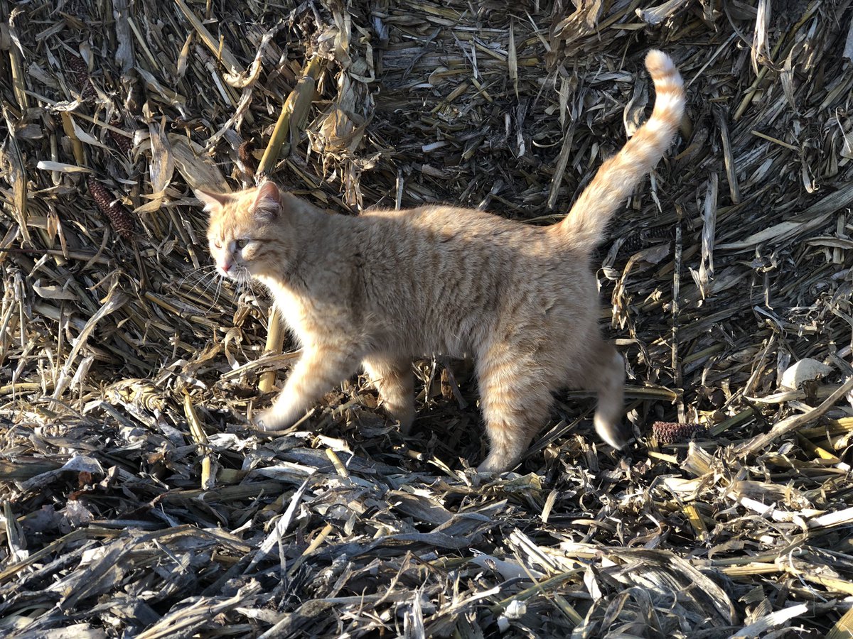 vacas_negras's tweet photo. George W. was on the prowl this morning #ranchkitty https://t.co/LiUUvfGfDm