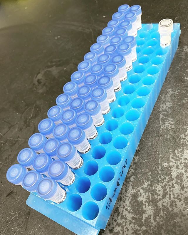 ViolaHalder's tweet photo. Do I have enough primers? #shapirolab #lablife #pcrqueen #shapirolabfun https://t.co/kKlFM9D7EI https://t.co/piIIkhIiH0