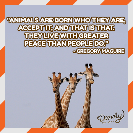 The <a href="/ASPCA/">ASPCA</a> puts humane treatment of animals first – much like our partner <a href="/bestfriends/">Best Friends</a>! We accept animals for who they are and are doing our part to save them all in @donayapp ❤️ 

Play #DonAy on the <a href="/AppStore/">App Store</a> and <a href="/GooglePlay/">Google Play</a>:
urlgeni.us/don-ay

#wisdomwednesday