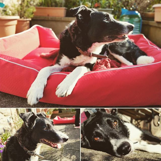 Kutoyx's tweet photo. Everyone is enjoying the long stretch in the evenings 😎🐶 #dog #doglover #bordercollie #blackandwhite #sun #spring #Dublin #donabate #Ireland #partage #Twitter #dogselfie #whitepaws #redbed #bed https://t.co/pcJ1MCCC5X https://t.co/qWvp14Kw9Z