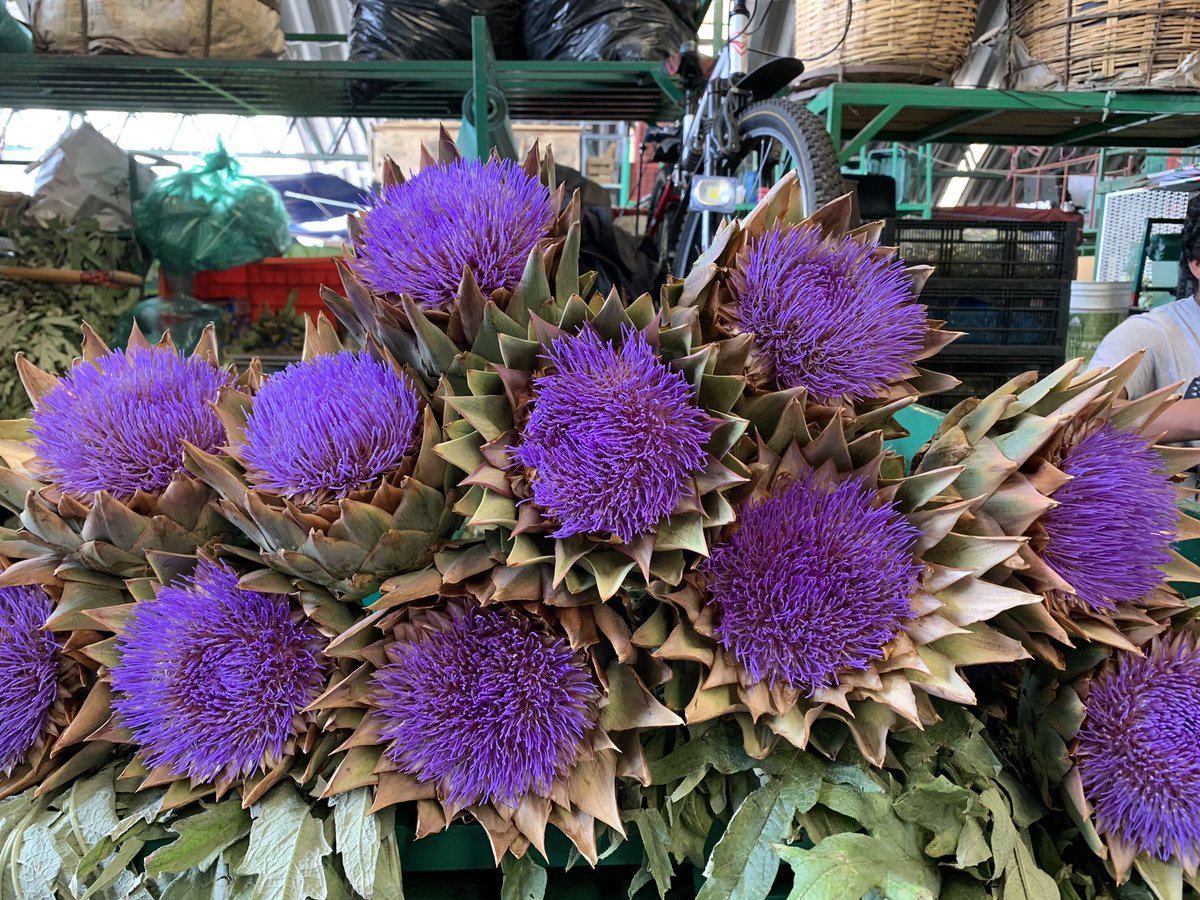 SiSabeMexico's tweet photo. La flor de la imagen es de uno de los productos más estimados por un cocinero por su sabor ¿cuál es? 

A) Girasol morado
B) Loto
C) Alcachofa https://t.co/g0U1snCXED