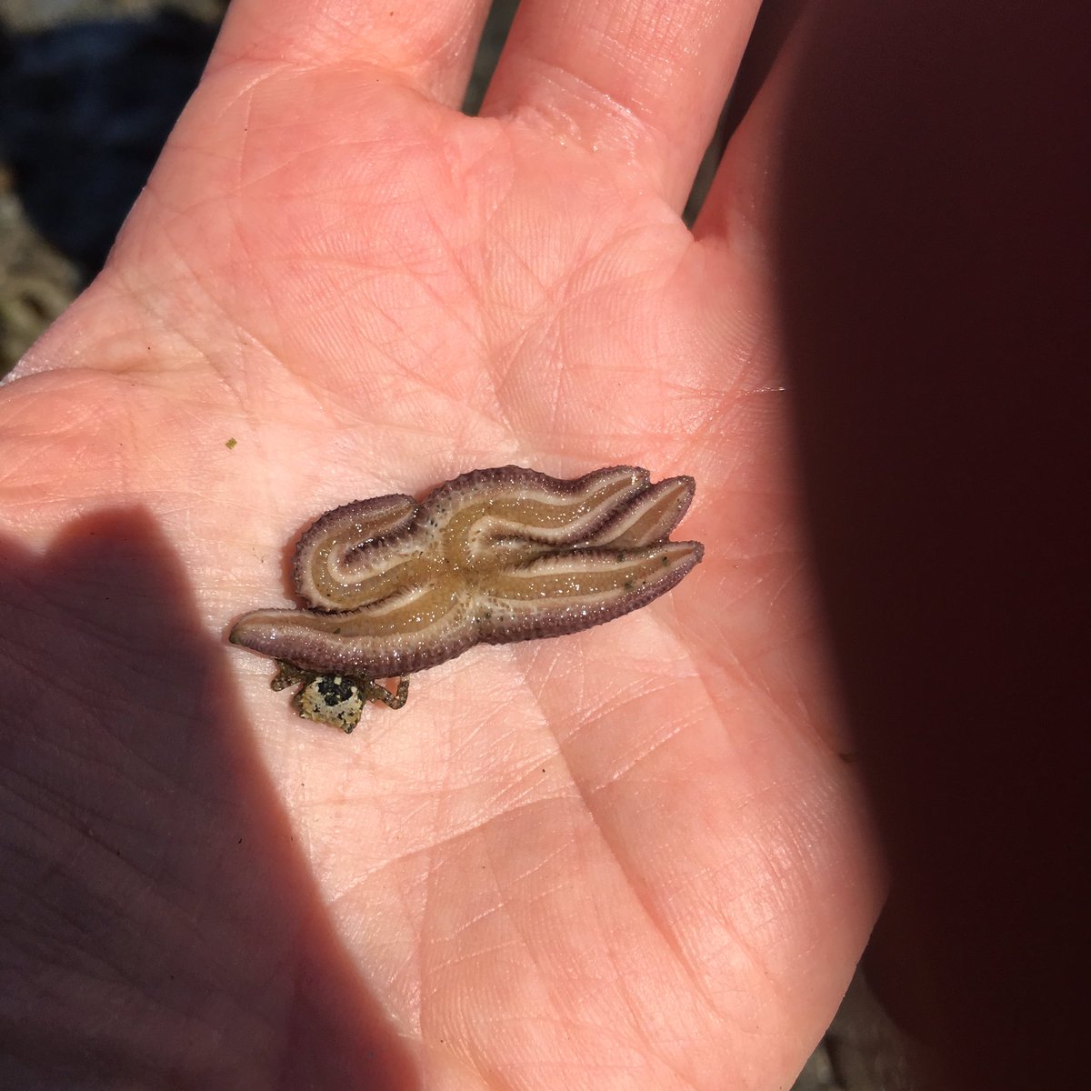 cloreally's tweet photo. There was squeeing-I admit it ;) This Ochre #seastar even had a wee shore #crab “friend”/lunch? Since Seastar Wasting Disease hit the #PNW #Pisaster ochraceus have been SO much rarer. But yesterday....we had new recruits when rolling rocks @vanaqua fieldschool in #StanleyPark. https://t.co/VaqtEumL77