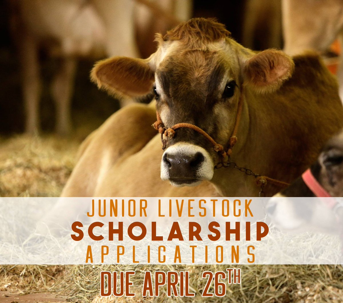 Junior Livestock Auction Committee Scholarships are available for graduating seniors that will be attending college or other post graduate training, and have an animal qualify in the Junior Livestock Auction this year. Applications are due on April 26th.
sacfair.com/competitions-c…