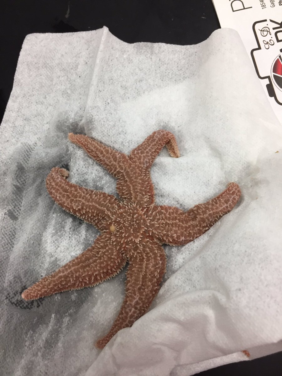 jenkahn56's tweet photo. Seastar dissection #2! #harlequinseastar #d56achieves #rtslearns https://t.co/DfAxrfePgs