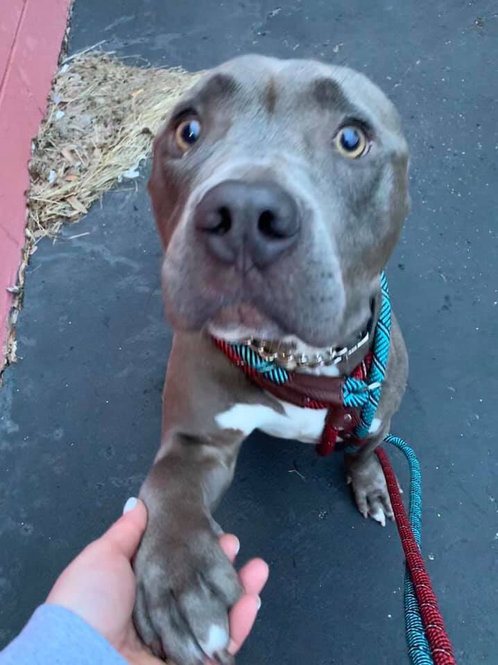 StrayRescue's tweet photo. Can you stand these puppy eyes?? 😍he looks like he's saying "take me home?" Tune in to @LUXonRadio Facebook page at 2:30 to meet him live! Also be sure to listen to @1057thePoint. Come adopt this beautiful, sweet boy, his name is Frankie! #woofwednesday https://t.co/iHaGDTebwQ