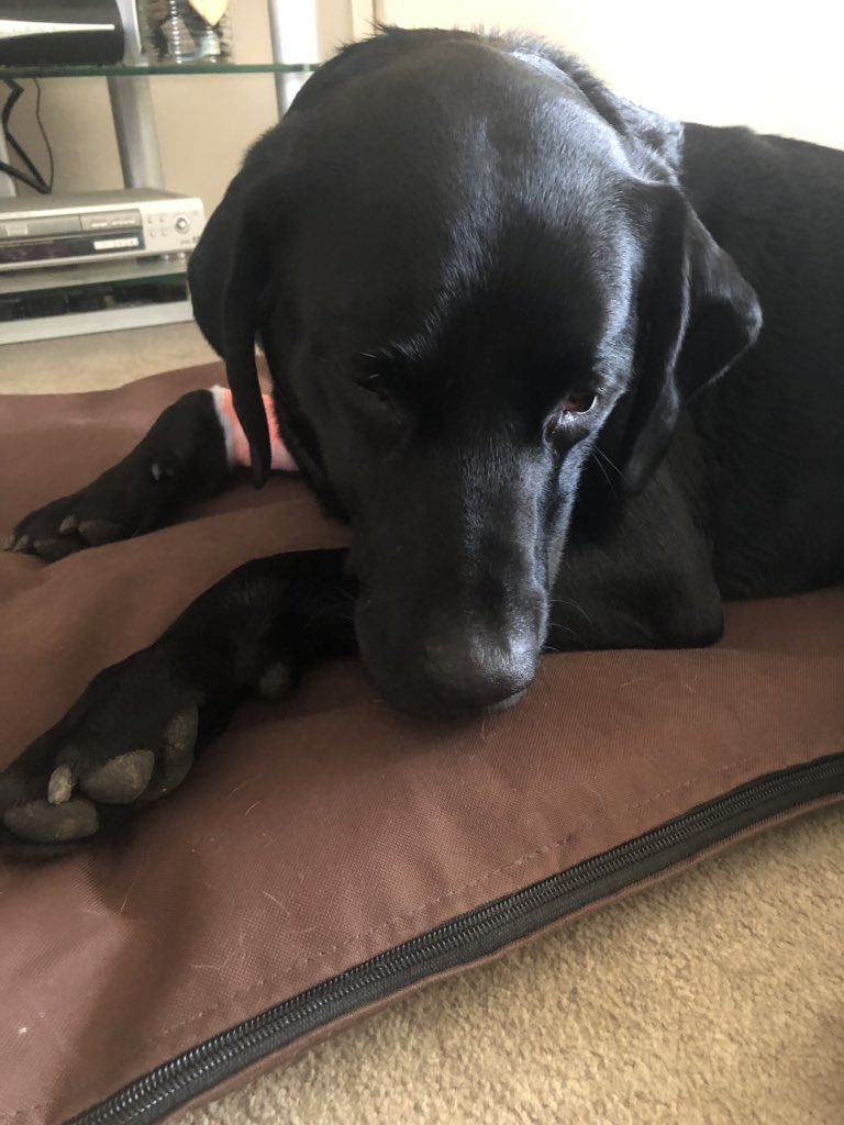 HertsFireDog's tweet photo. So I’ve been off my food recently (not like me at all #greedyLabrador). After a trip to the vets they realised that I had toothache. Tooth was removed &amp; I felt a little sorry for myself but I’m on the road to recovery. Now wondering if there is a #toothfairy for dogs 🤔 🦷 https://t.co/p2cqG9qKdV
