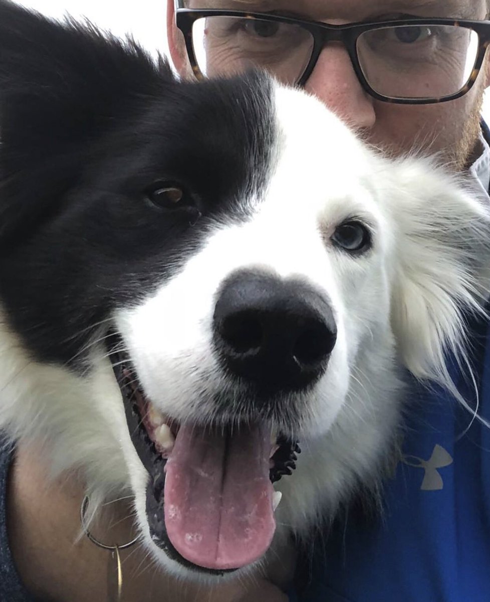 zakthecolliedog's tweet photo. Sorry to have missed you today! #mydouble #zakthecolliedog https://t.co/eCq8ICCU5L