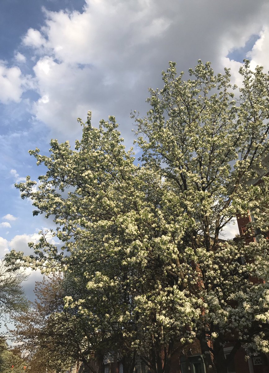 RebeccaLange87's tweet photo. Stats prof started off Monday’s class by telling us to take a break, get outside, and enjoy the blooms. So that’s what I’ve been doing #springinbaltimore #studybreak #goldenhour https://t.co/VYbmkvEX2j