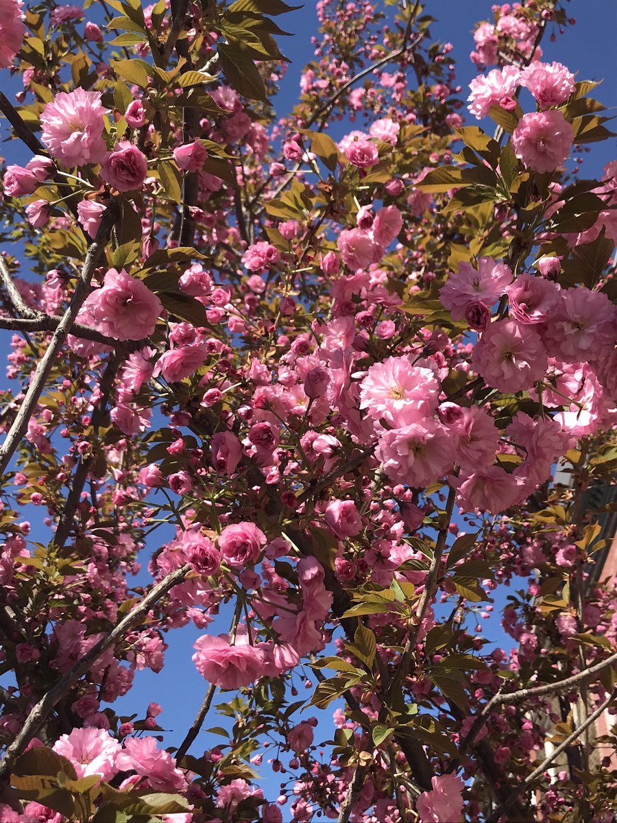 RebeccaLange87's tweet photo. Stats prof started off Monday’s class by telling us to take a break, get outside, and enjoy the blooms. So that’s what I’ve been doing #springinbaltimore #studybreak #goldenhour https://t.co/VYbmkvEX2j