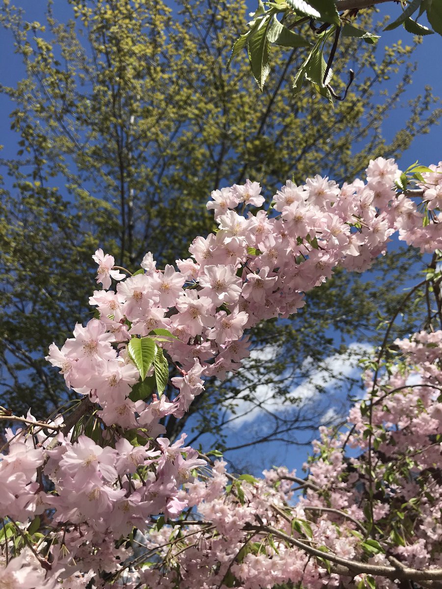 RebeccaLange87's tweet photo. Stats prof started off Monday’s class by telling us to take a break, get outside, and enjoy the blooms. So that’s what I’ve been doing #springinbaltimore #studybreak #goldenhour https://t.co/VYbmkvEX2j