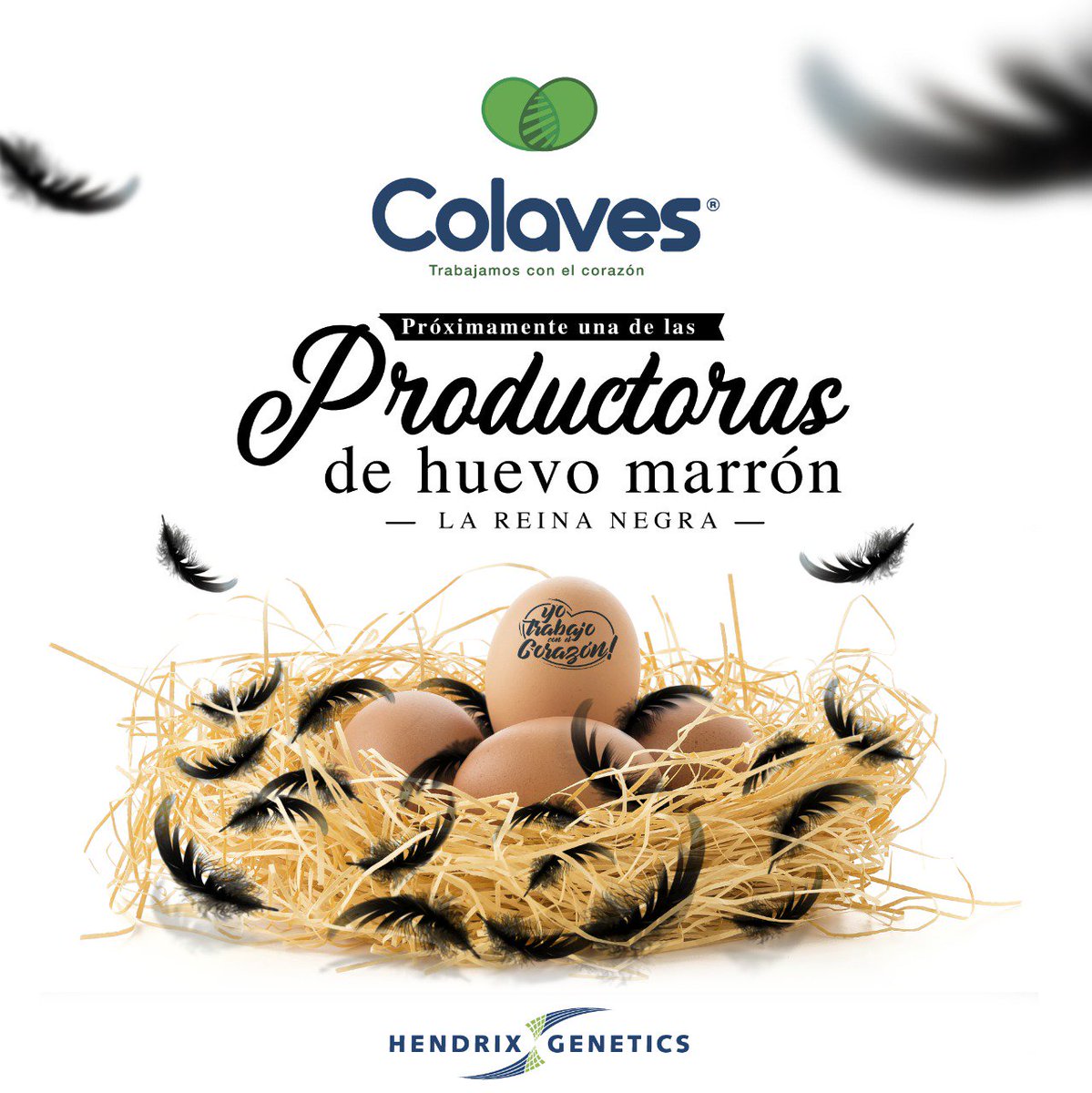 colavescol's tweet photo. Esta por llegar una ponedora por naturaleza que mantiene su excelente persistencia. Espérala!! #colaves #gallinafeliz  #trabajamosconelcorazón https://t.co/RC7l5EQ5pF