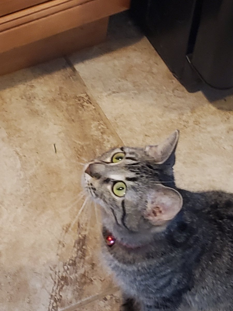 AvalonHRD's tweet photo. One of the cats has noticed George.  Surely boyfriend will see him. George is a goner. https://t.co/9tMHUpPcCL