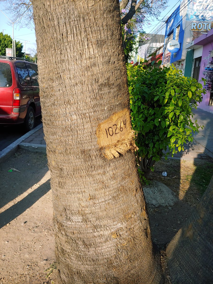 oscar_ozzo's tweet photo. @taniarin amiga podrás ayudar a difundir esto para ver si ambientalistas logran detener esta matanza de árboles gigantes y de años en nuestro Querétaro, ya que al gobierno no le interesa la naturaleza empezó con la tala de árboles en algunos lugares y va por más. https://t.co/cffxjzTnga