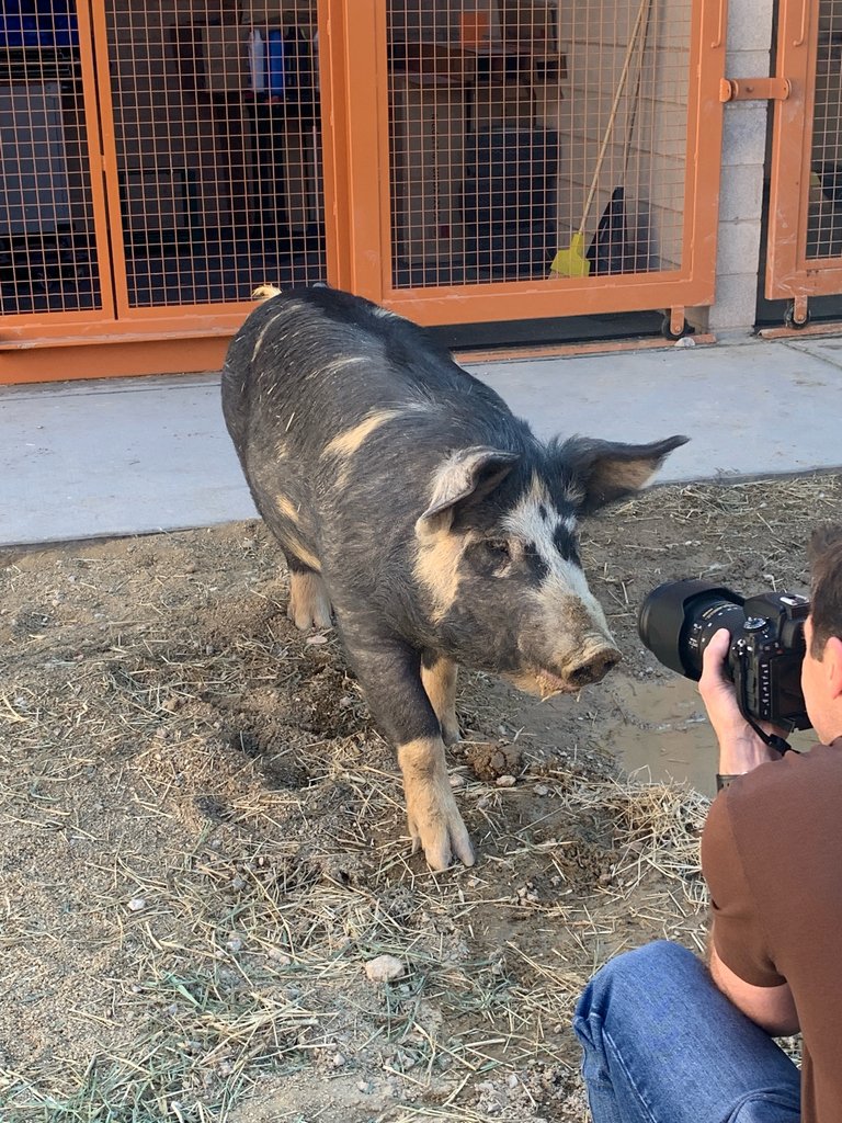 As an open-admission shelter, we take care of all breeds of animals. We always try to capture their best angles, too! #theanimalfoundation #farmanimalday