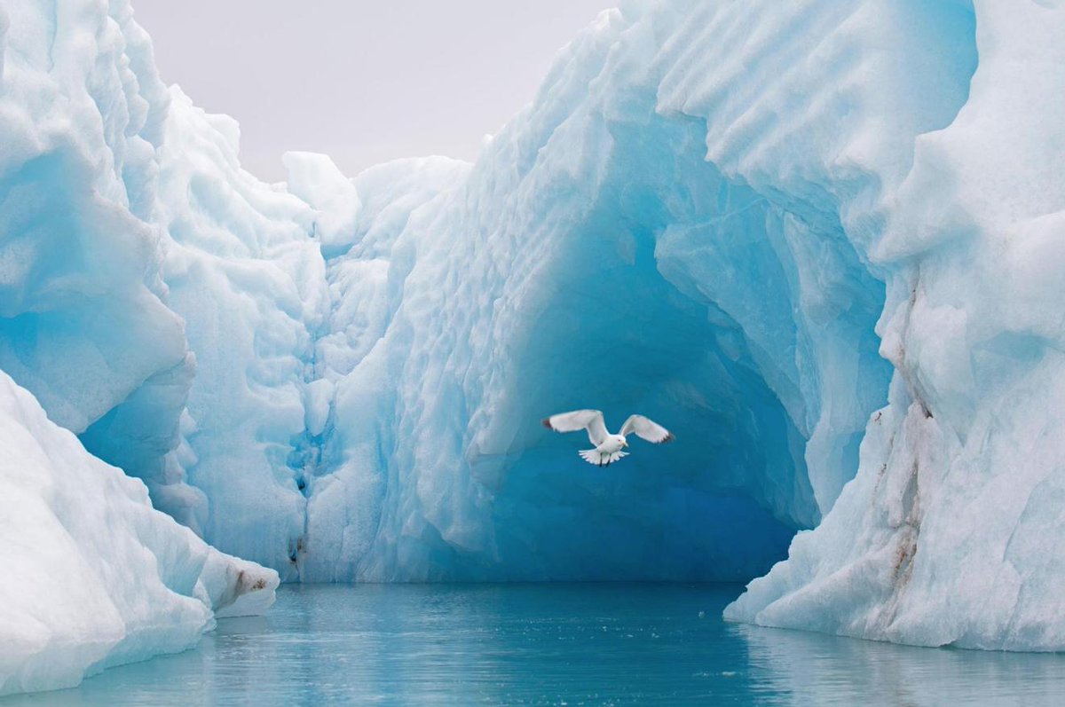 PolarBears's tweet photo. The #ArcticOcean (the polar bear's home) may be the world's smallest ocean, but it's becoming a critical region as climate change warms it more quickly than anywhere else on Earth: https://t.co/2WrKcE8BXc https://t.co/KyAmKwngfR