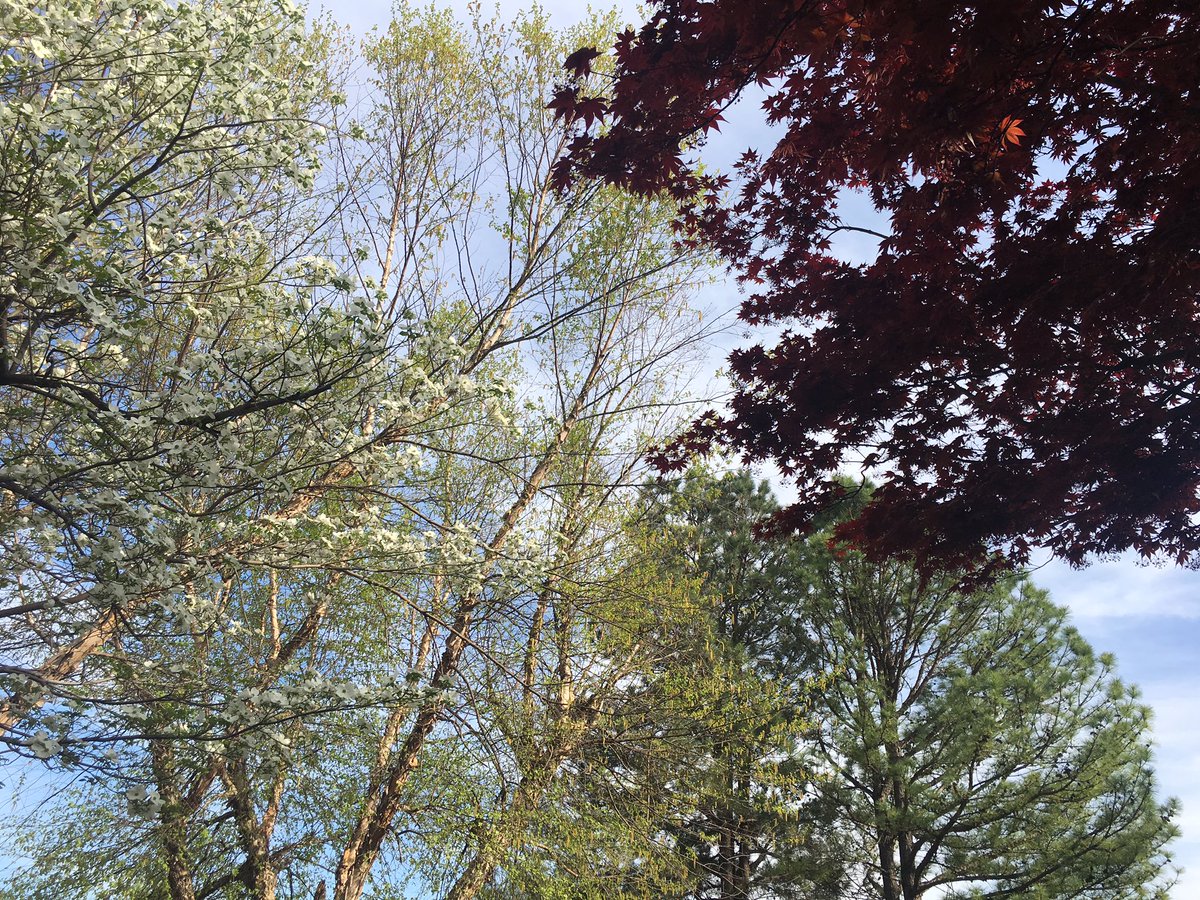 dwinders's tweet photo. Enjoying my canopy and trees at home in Tulsa. Beautiful day. #getoutside #springtime #oklahoma https://t.co/Z85BCBw0X5