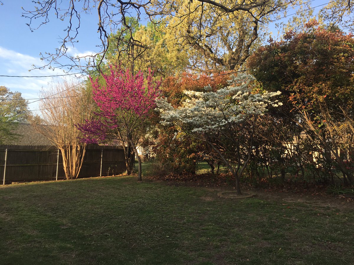 dwinders's tweet photo. Enjoying my canopy and trees at home in Tulsa. Beautiful day. #getoutside #springtime #oklahoma https://t.co/Z85BCBw0X5