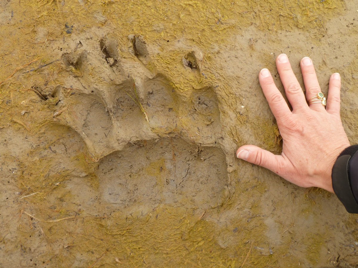 KUOW's tweet photo. On this episode of #THEWILDpod, we track a grizzly a bear: https://t.co/bU1eQv7Fa6 https://t.co/46UF4EusyK