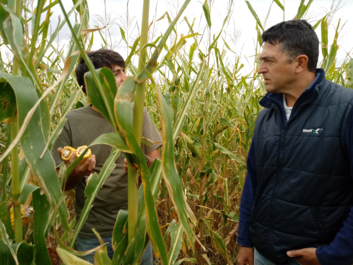 Dealers_Pioneer's tweet photo. Hoy recorrimos lotes de #P38A57 sembrados el 15/12 y #P1833 #P2005 del 3/12 en #CnelSuarez #Maiz @PioneerSemillas 🌽🌽🌽 https://t.co/VUgEhqIObR
