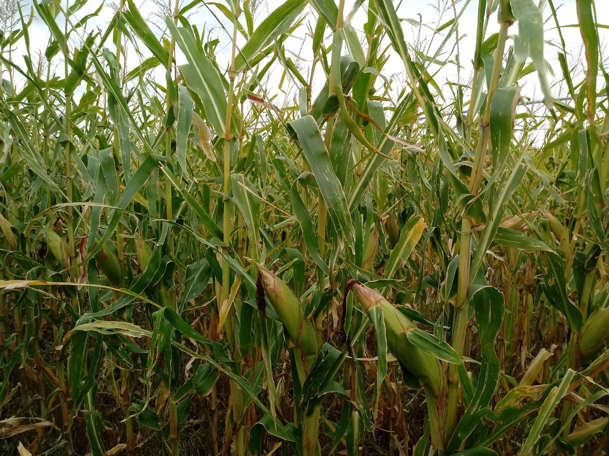 Dealers_Pioneer's tweet photo. Hoy recorrimos lotes de #P38A57 sembrados el 15/12 y #P1833 #P2005 del 3/12 en #CnelSuarez #Maiz @PioneerSemillas 🌽🌽🌽 https://t.co/VUgEhqIObR