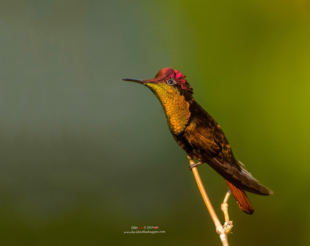 mccdtt's tweet photo. Chrysolampis mosquitus is a member of the hummingbird family know for its intense colouration which is echoed by its more common name, the Ruby Topaz.📷David Steffan Huggins #tourismtt #explore100 #birdwatching
#rubytopaz https://t.co/lP12sXNeyR
