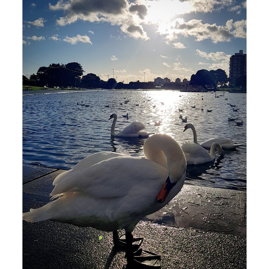"Ahhh maaan,
stepped in swan poop again!"

#Hikeoholics #Portsmouth #CanoeLake #swan #wildlife #animals #adventure #outdoors #getoutside #getoutsideandplay #hikingwithkids #hikingfamily #walkinguk #getoutsidemore #itsjustaswanletsmoveon