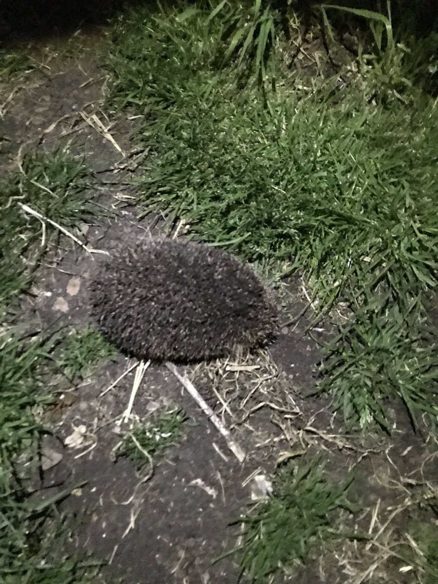 Nearly trod on this little one when heading out to lock up the chickens tonight #FarmBiodiversity