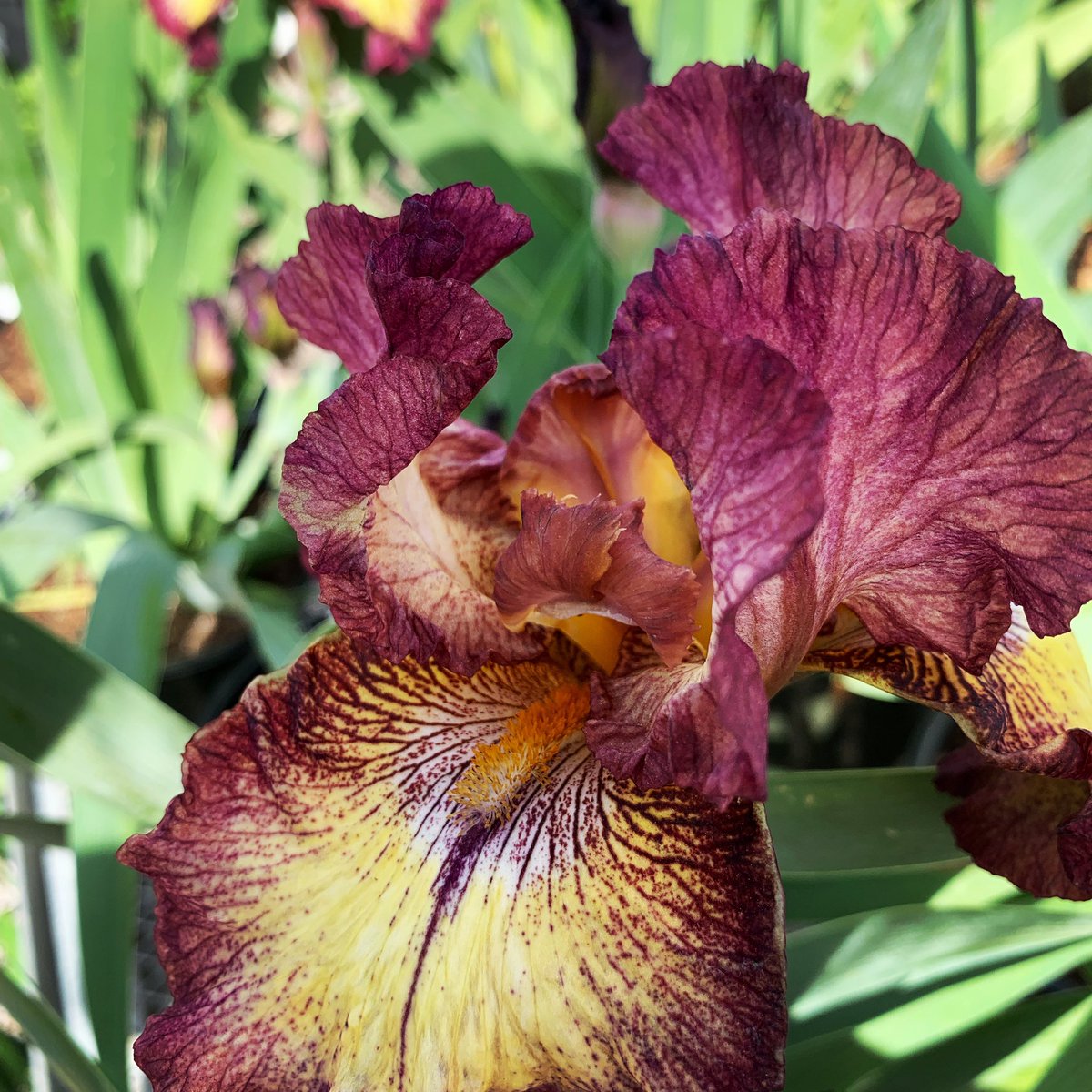 SWGardenCenter's tweet photo. Bearded Irises are a favorite among perennial gardeners, and with good reason. They're easy to grow, deer-resistant, multiply slowly, and many are rebloomers! #iris #beardediris #innocentstar #perennials #spring #gardenlife #tulsa #southwoodtulsa #plantlife #lovecominghome https://t.co/nXPGY0PVwB
