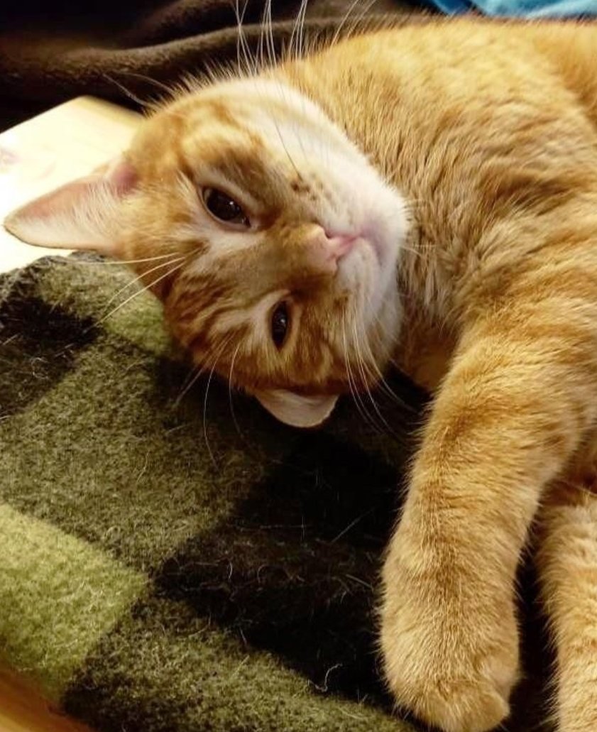 RobotRex's tweet photo. #Cat is posing as adorable kitty to lure gf closer, but she knows of his #sneaky ways and sharp feet! #CatsOfTwitter https://t.co/Eqs4Az8DMm