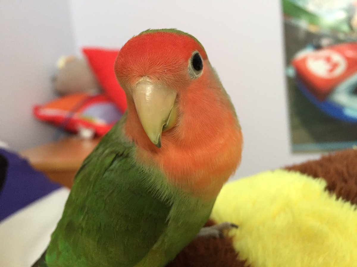 MissBirb's tweet photo. https://t.co/ViQpML3pAM