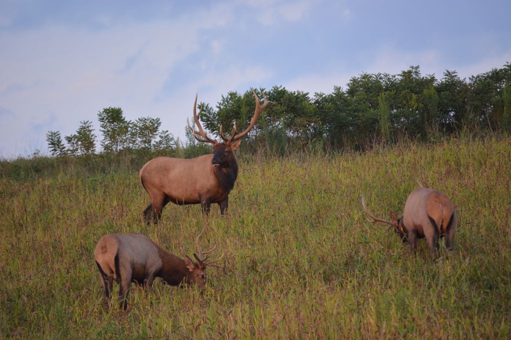 #Elk tours are now underway at Southern Gap for the season. If you're already visiting #WildBuchanan this week for #UTVTakeover, consider joining the next tour this Saturday, April 13 at 4:30 p.m. For more information, contact @sogapadventure or @BreaksPark. #wildlife #iheartappy