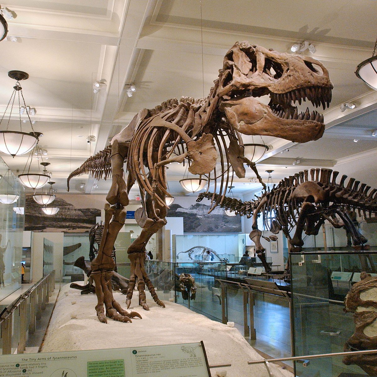 AMNH's tweet photo. Rexcellent news: The Museum's Instagram Story Quizzes AND redesigned website were both nominated for the #WebbyAwards—some would say this is the Internet's highest honor. Voting started last week, and we need your help! >> https://t.co/C0RU4AaKhO🦖 https://t.co/bBxqupAWdY