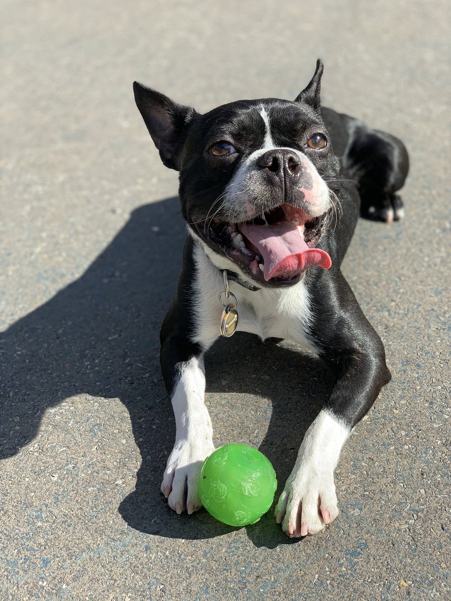 AntoineBecks's tweet photo. @Slashleen Here’s my sidekick, Ninja https://t.co/RSzNSkSdvh
