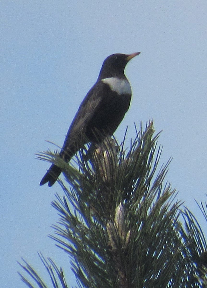 #Ringouzel at 1.15pm today at #Northcotes between #Louth and #Grimsby in East #Lincolnshire.