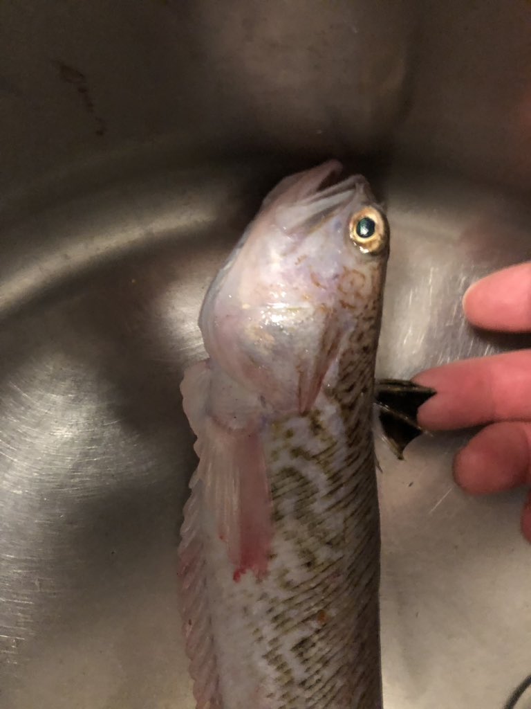 Sprat_BM's tweet photo. Greater weaver,beautiful eating(if you can get them) @BrixhamLovell @helenfishmish @Girlyfishmonger @thefishmish @Vixbrix @crazyfishlady76 @YourFishingNews @supportYourway @seafishuk @BellTideBrixham @DevonLiveNews @colleentsmith #CatchOfTheDay #Catharina #BM111 #weaverfish #fish https://t.co/5IUyUY8QtJ
